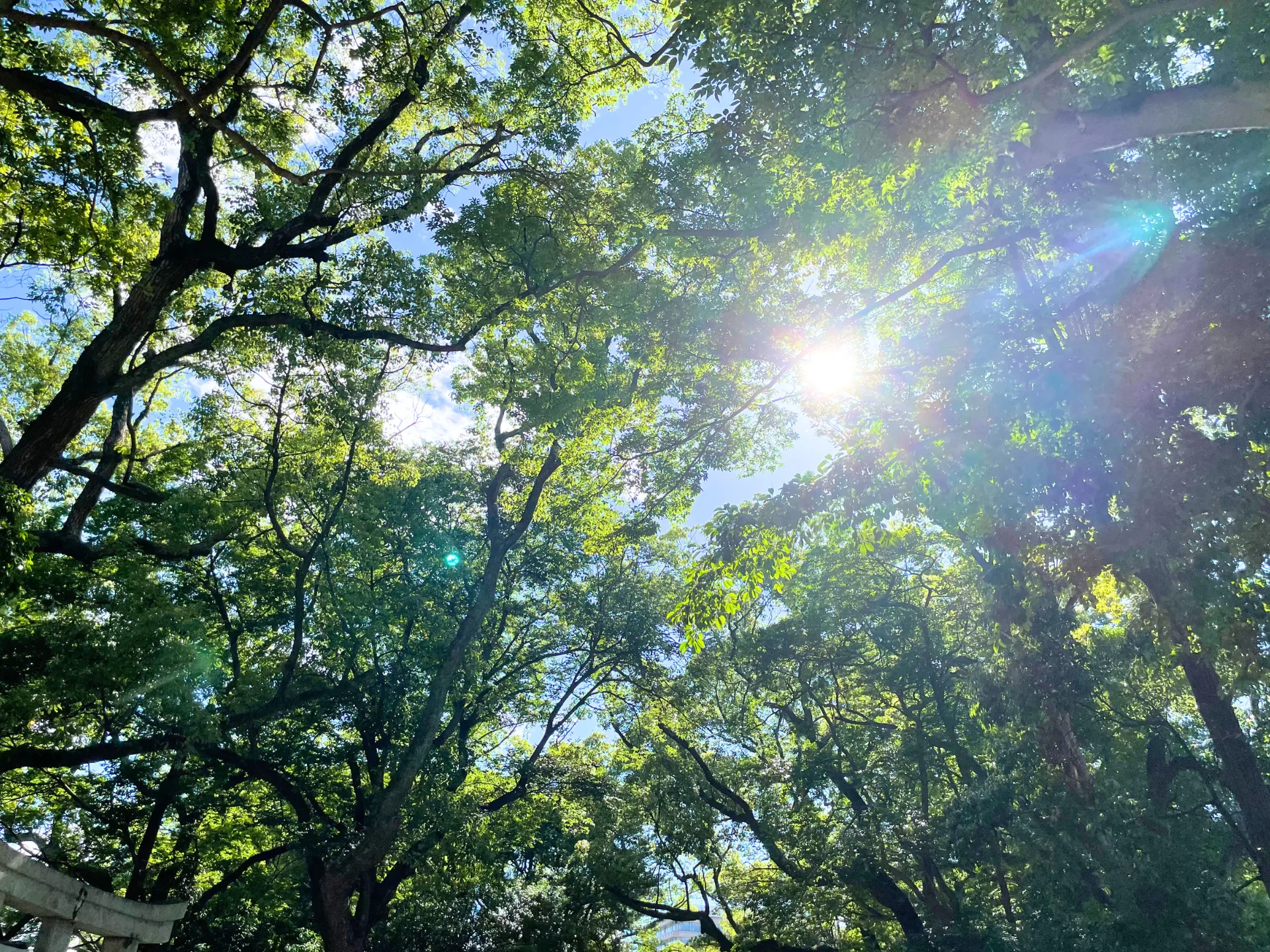 朝参拝ウォーキング